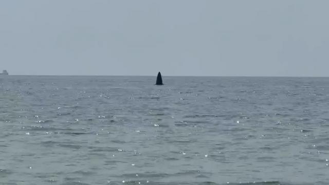 NÓNG: Cá voi xuất hiện ở vùng biển Mũi Né, tỉnh Lâm Đồng thu hút nhiều người quan tâm