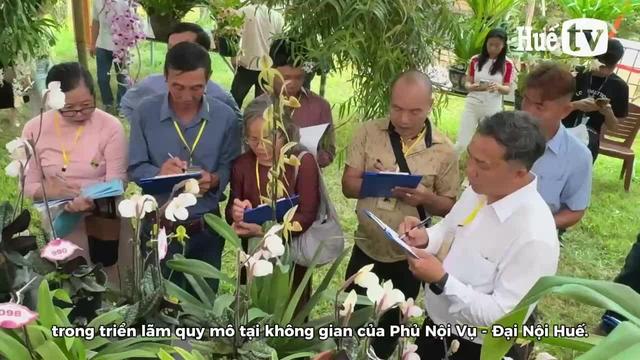 Dàn lan quý hiếm với số lượng kỷ lục khoe sắc tại Hoàng cung, TP Huế nhiều giống hiếm có, khó tìm