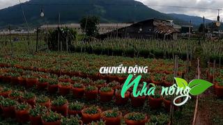 Chuyển động Nhà nông 3/12: Thủ phủ hoa lay Quảng Ngãi ơn hối hả xuống giống vụ Tết
