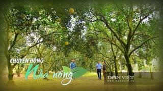 Chuyển động Nhà nông 11/11: Mùa cam Cao Phong Hòa Bình đẹp như phim, cách nông dân làm du lịch