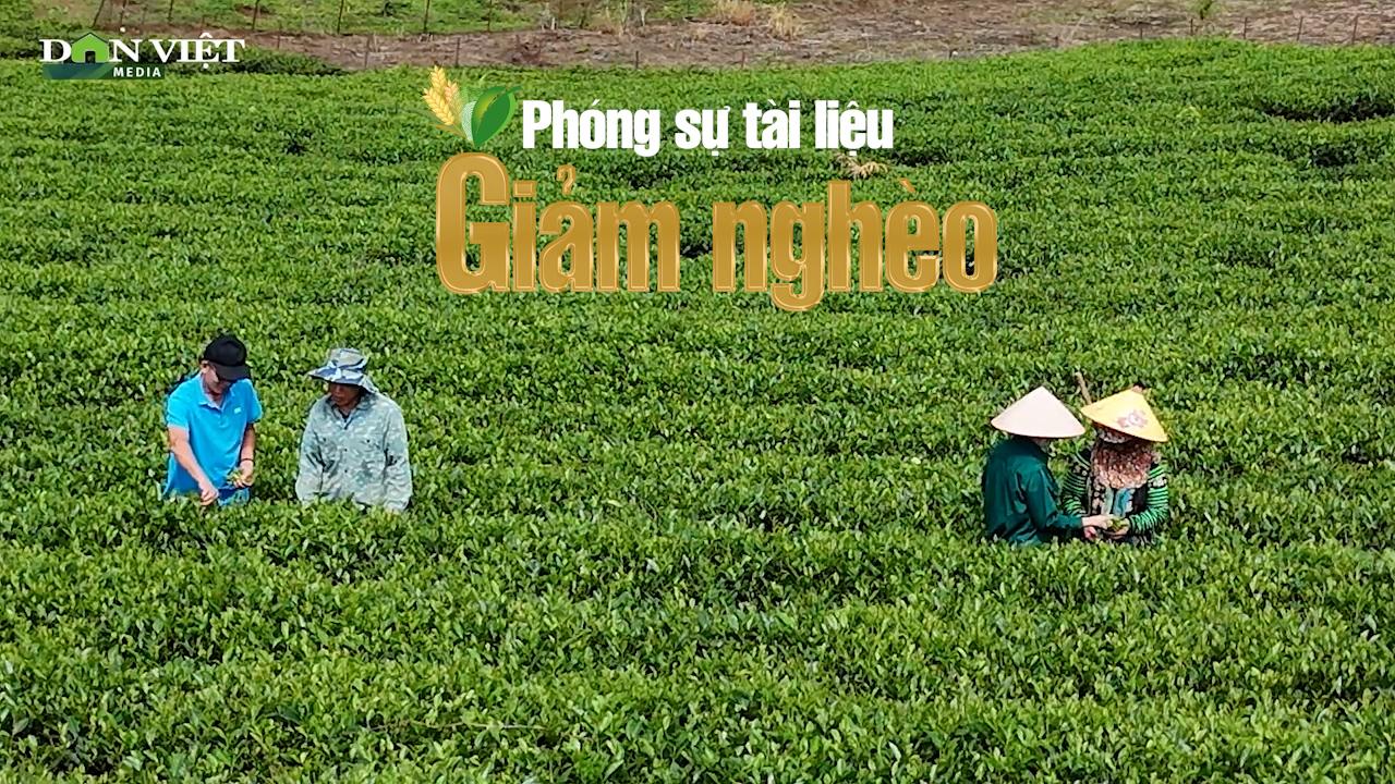 “Vị ngọt trên đất đá” - Hành trình cây chè thức tỉnh trên đất khó Phiêng Cằm