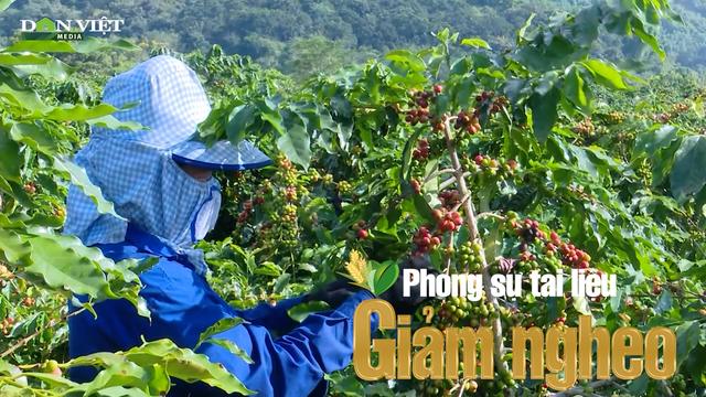 Cà phê chè đang thay màu đất dốc Điện Biên