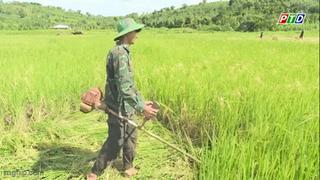 Nông dân trắng tay vì mua lúa giống “ở trên mạng xã hội”