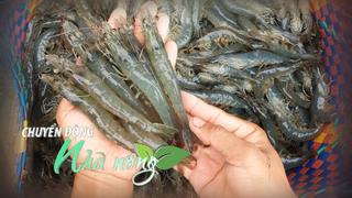 Chuyển động Nhà nông 18/11: Xuất khẩu tôm tháng 10 đạt gần nửa tỷ USD