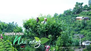 Chuyển động Nhà nông 25/9: Nông dân Lào Cai làm giàu nhờ “vàng trắng” trên đỉnh Phình Hồ