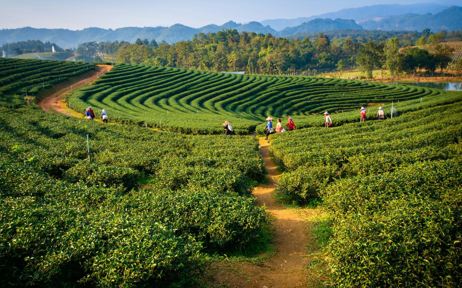 Mô hình trồng rau hữu cơ không sử dụng thuốc trừ sâu tại Ấn Độ