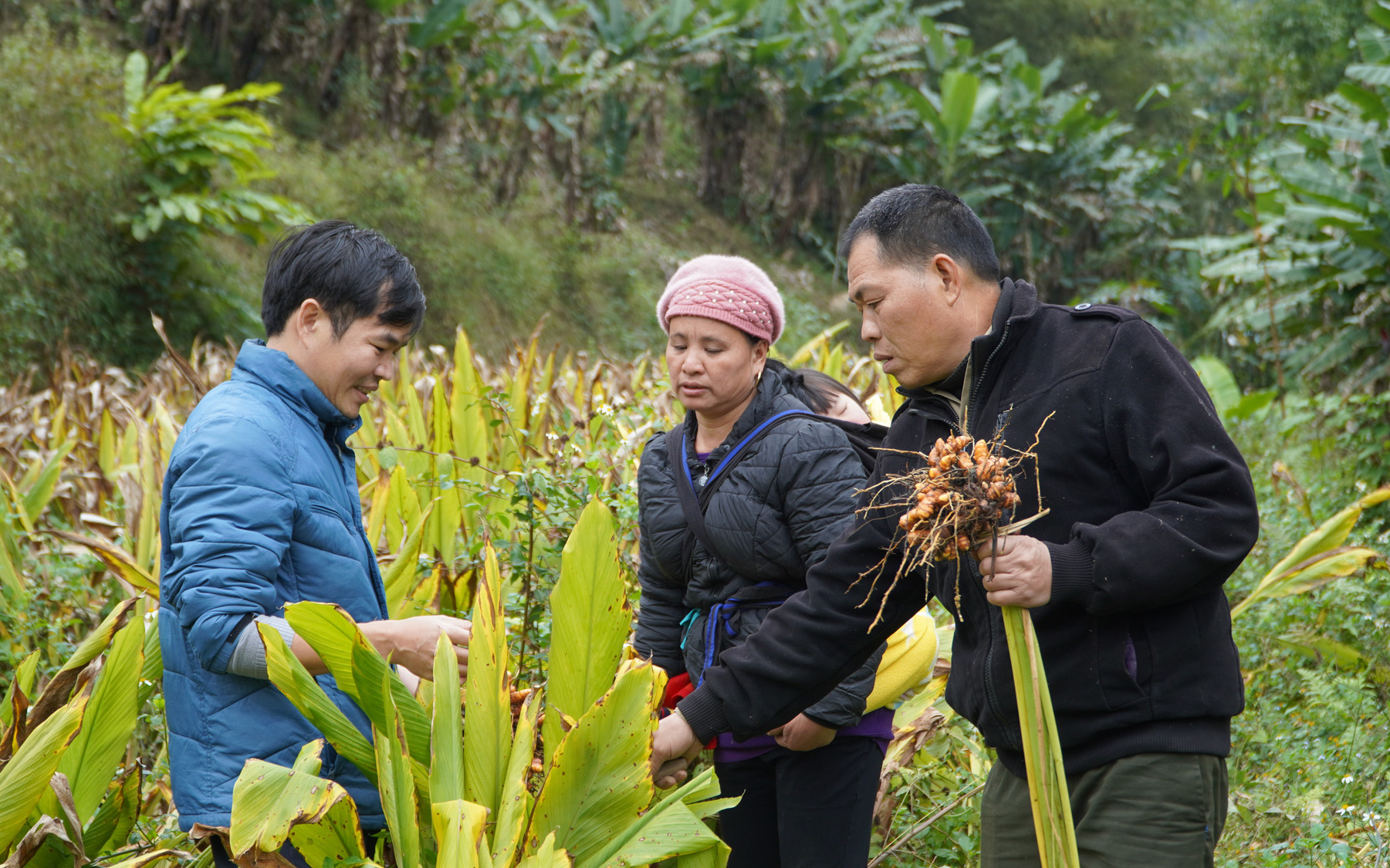 Cực phẩm nghệ organic của Bắc Kạn 