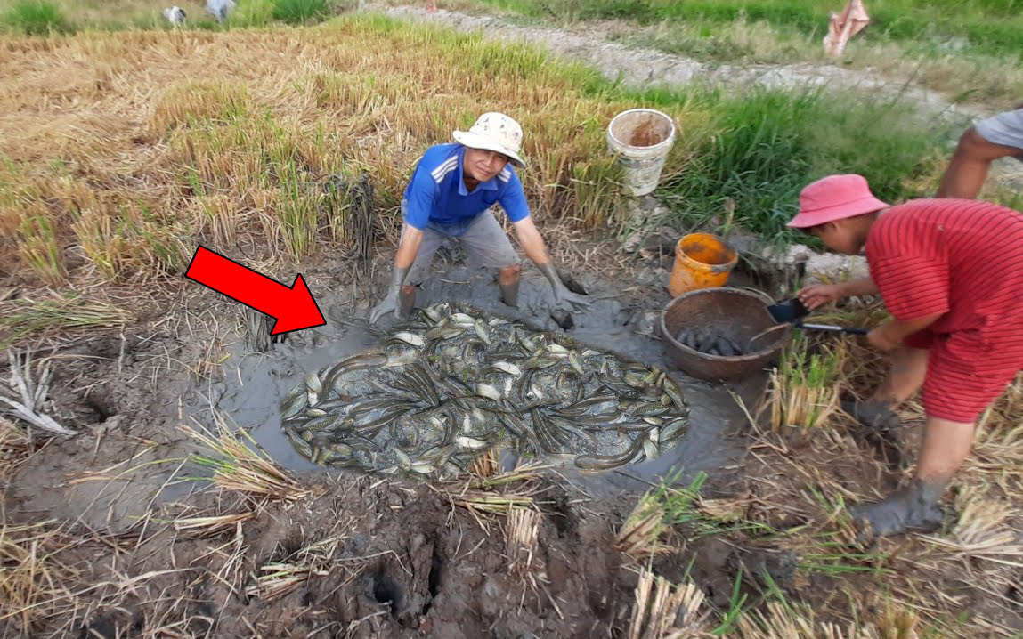 Video: Theo chân nhóm người ra đồng tát cạn vũng nước duy nhất còn sót lại và cái kết bất ngờ