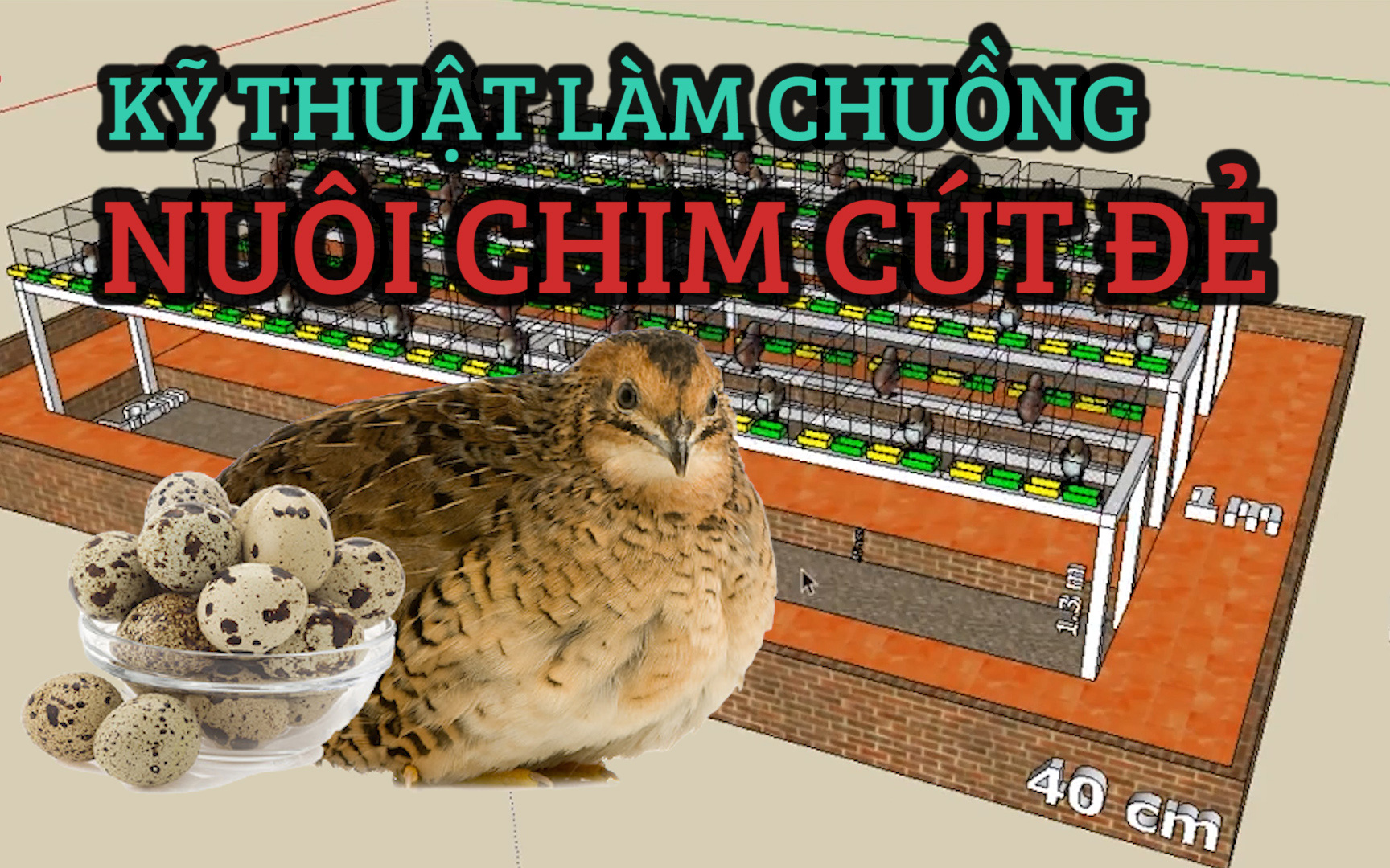 Nuôi chim cút: Kỹ thuật làm chuồng nuôi chim cút đẻ