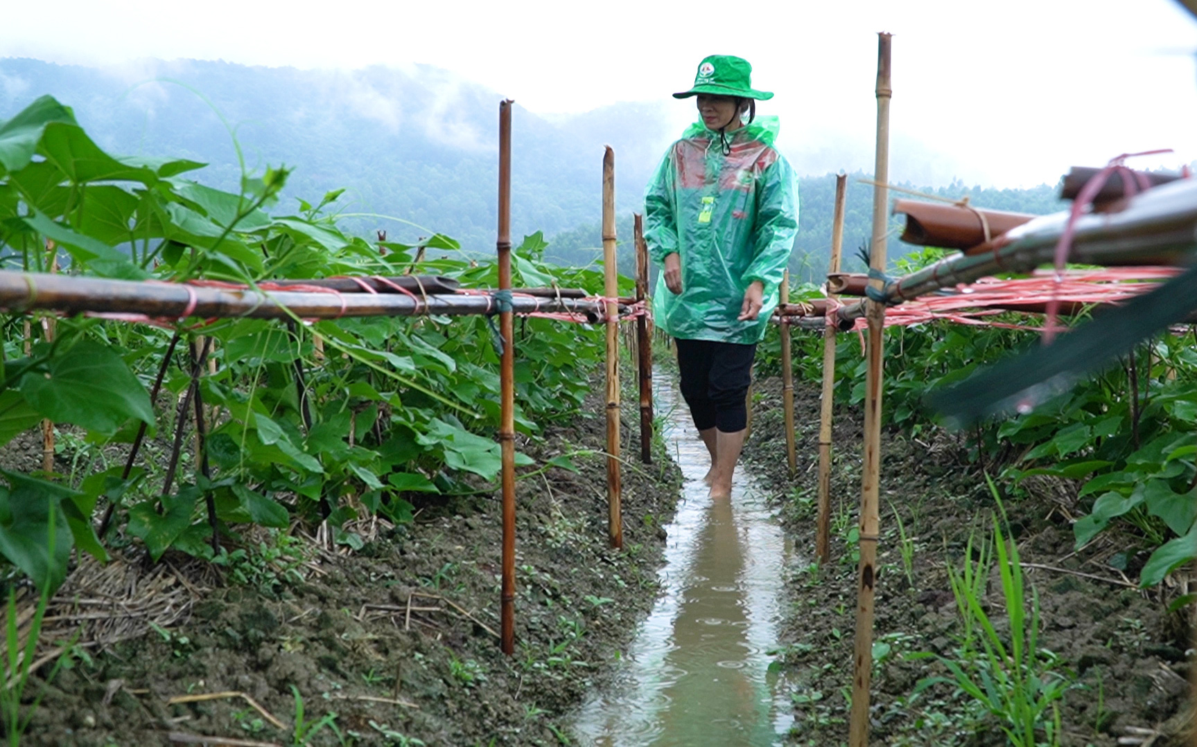 Nông nghiệp hữu cơ - giải pháp 