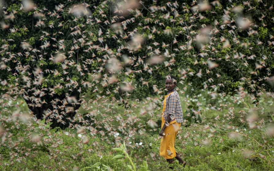 Kinh hoàng cảnh châu chấu hoành hành tàn phá hoa màu ở Kenya
