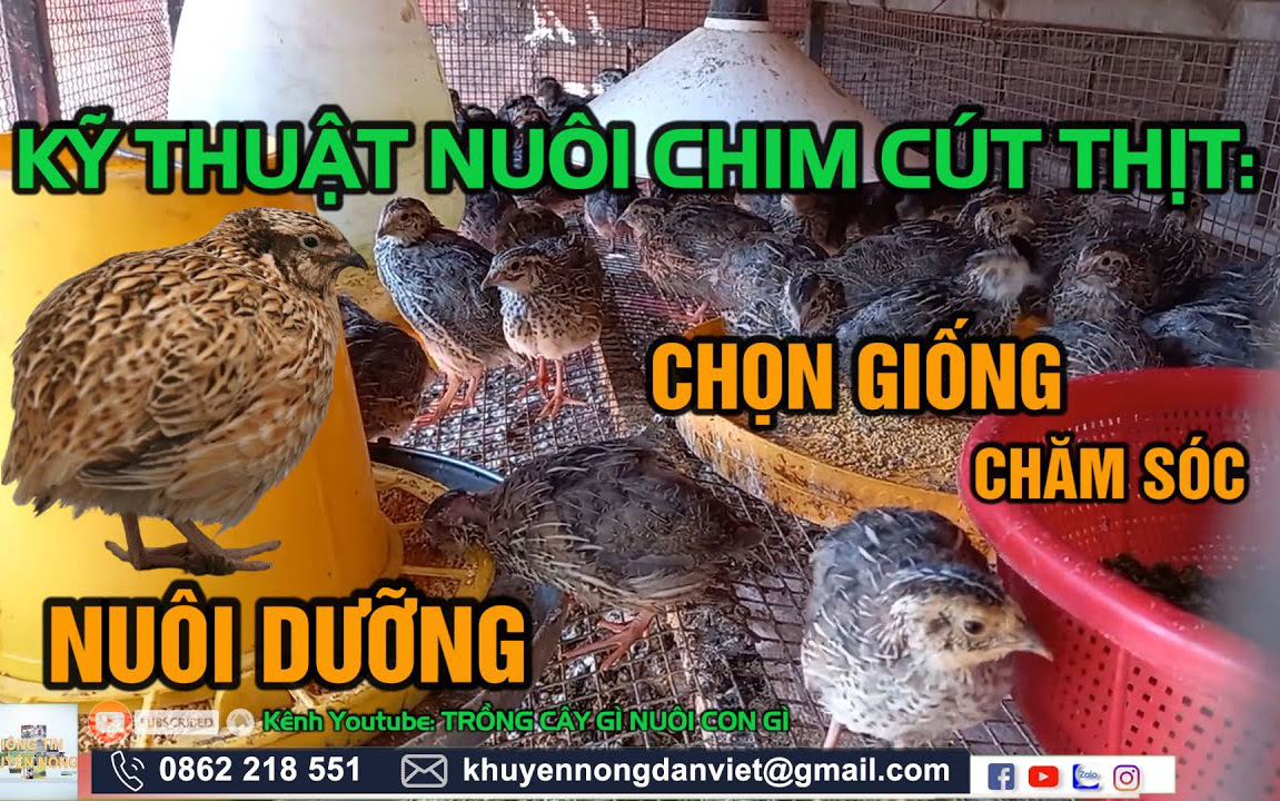 Kỹ thuật nuôi chim cút thịt: Chọn giống, chăm sóc và nuôi dưỡng