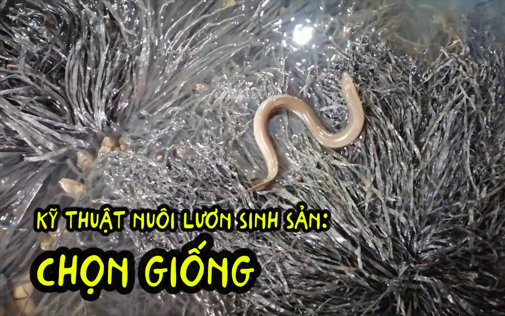 Kỹ thuật nuôi lươn sinh sản: Hướng dẫn chọn giống 