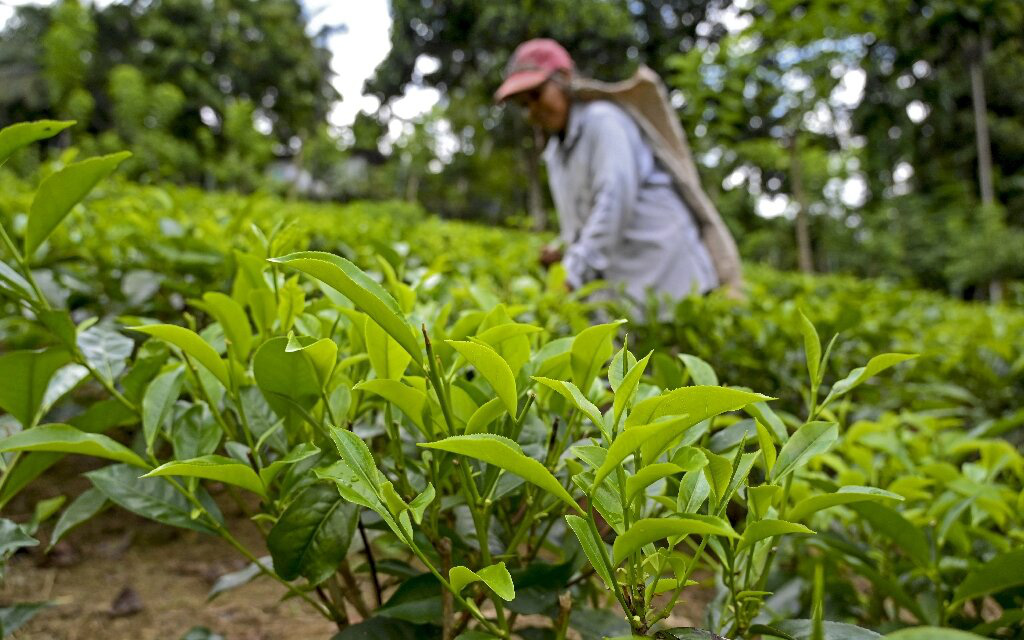 Cuộc 'cách mạng hữu cơ' khiến nhiều người nông dân Sri Lanka đau đầu