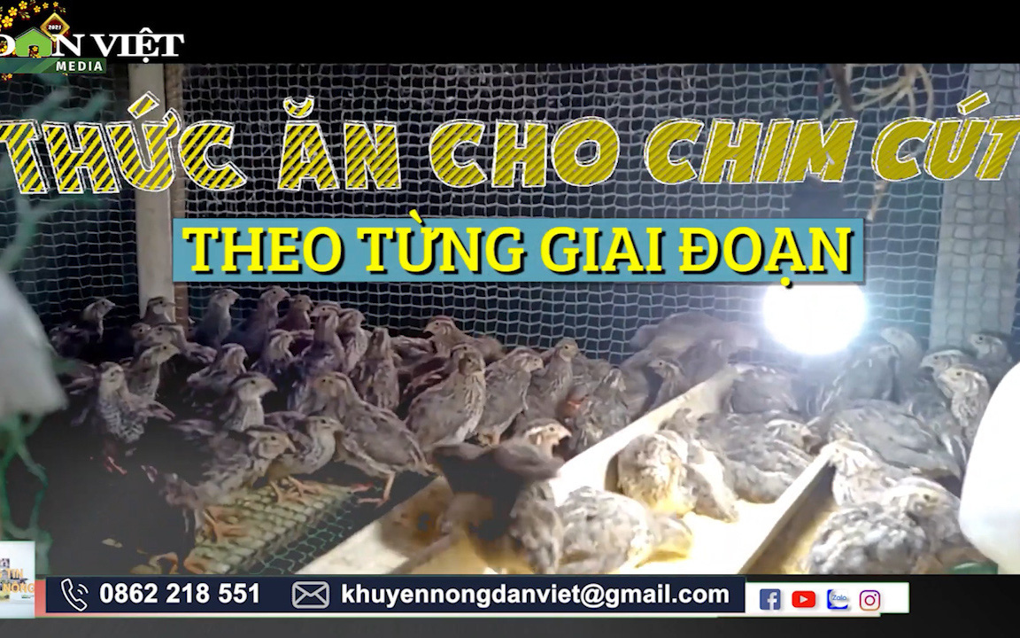 Video: Cách làm thức ăn cho chim cút theo từng giai đoạn một cách chi tiết