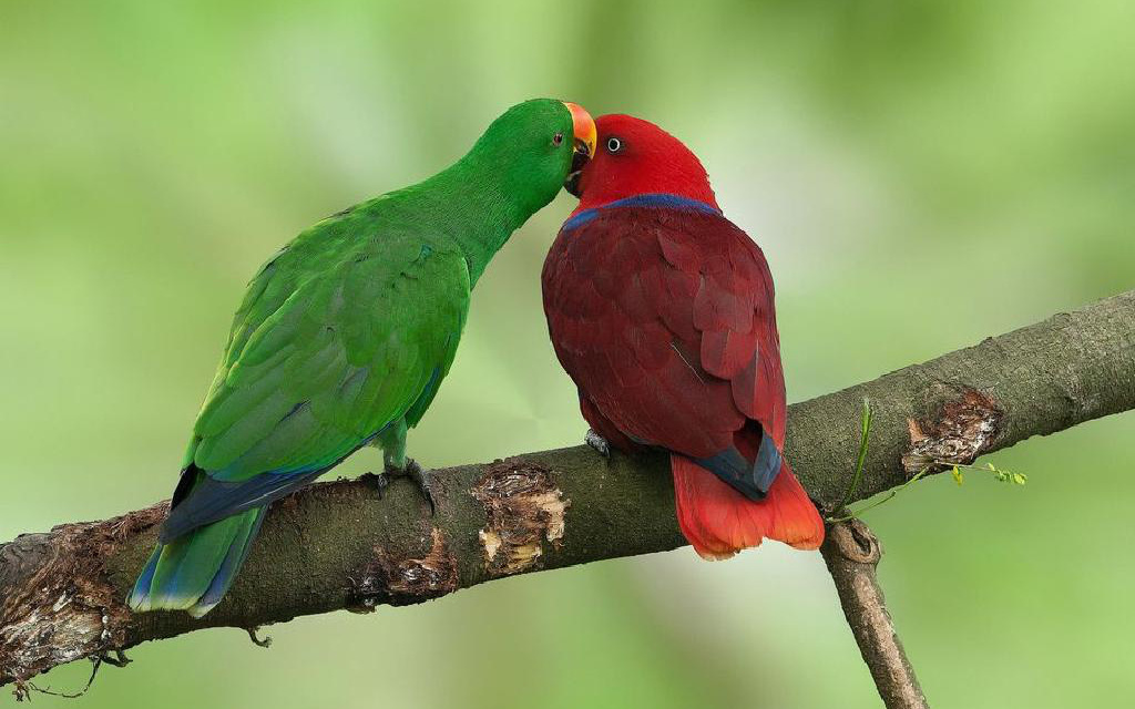 Vẹt eclectus - loài vẹt nhỏ nhất thế giới có khả năng ăn nói lưu loát