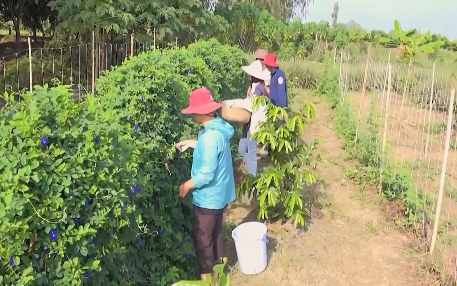 Hành trình bỏ việc về quê mở nông trại dược liệu của chàng kỹ sư tu nghiệp từ ngoại quốc