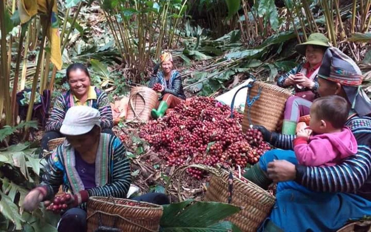 Nâng tầm giá trị nông sản vùng cao Tây Bắc bằng mô hình HTX kiểu mới