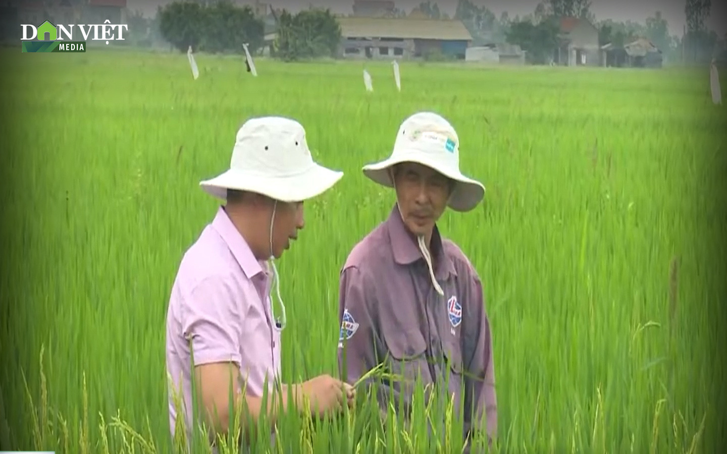 Chuyên gia cảnh báo: Thời tiết ấm, nguy cơ sâu bệnh cao trên lúa xuân