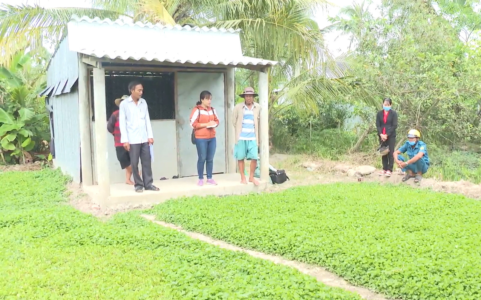 Bạc Liêu: Rau má rớt giá, nông dân chán không buồn thu hoạch