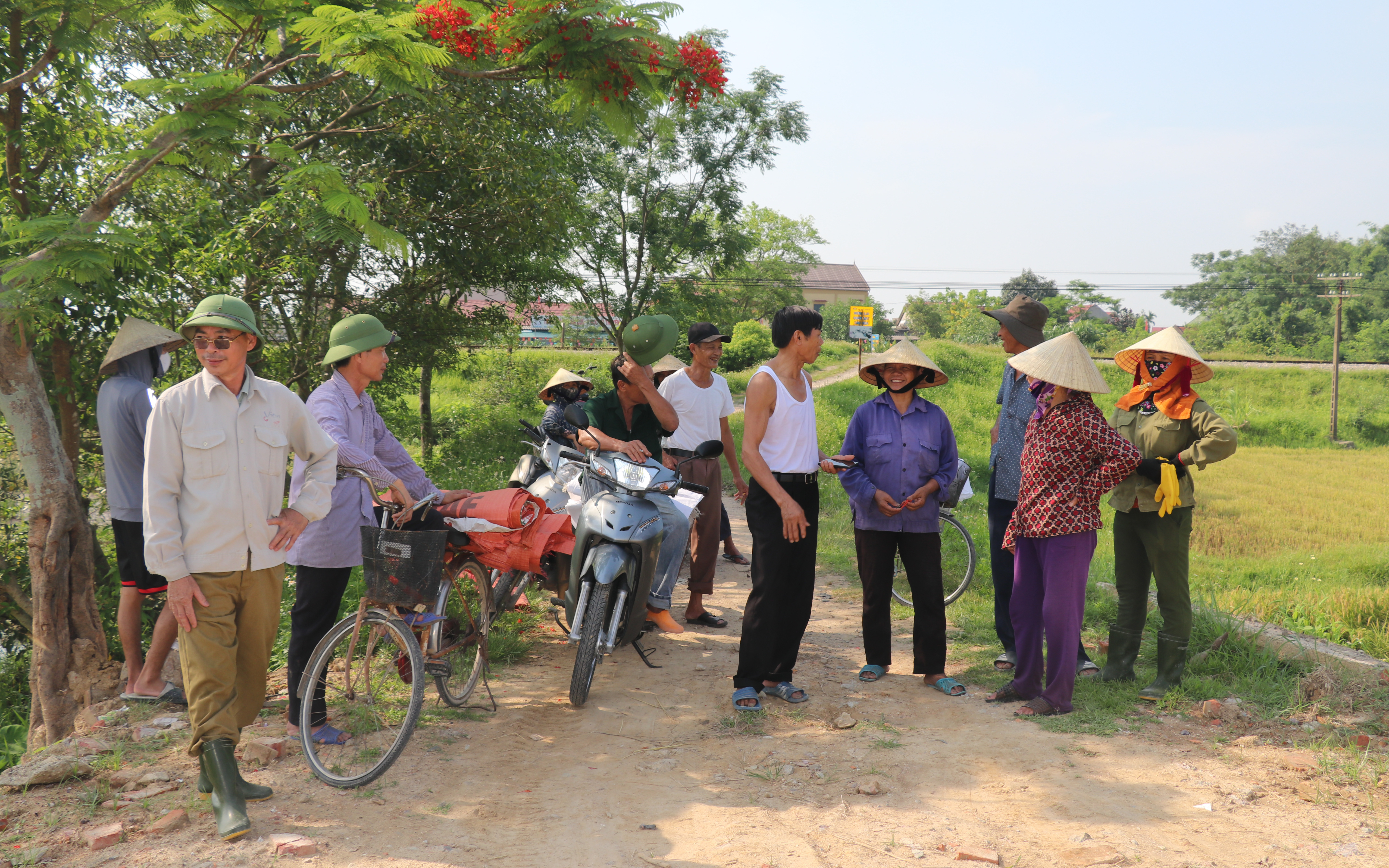 Nghệ An: Lúa chín rục ngoài đồng, dịch vụ gặt máy tăng giá gấp 3, nông dân vẫn “dài cổ” chờ máy gặt