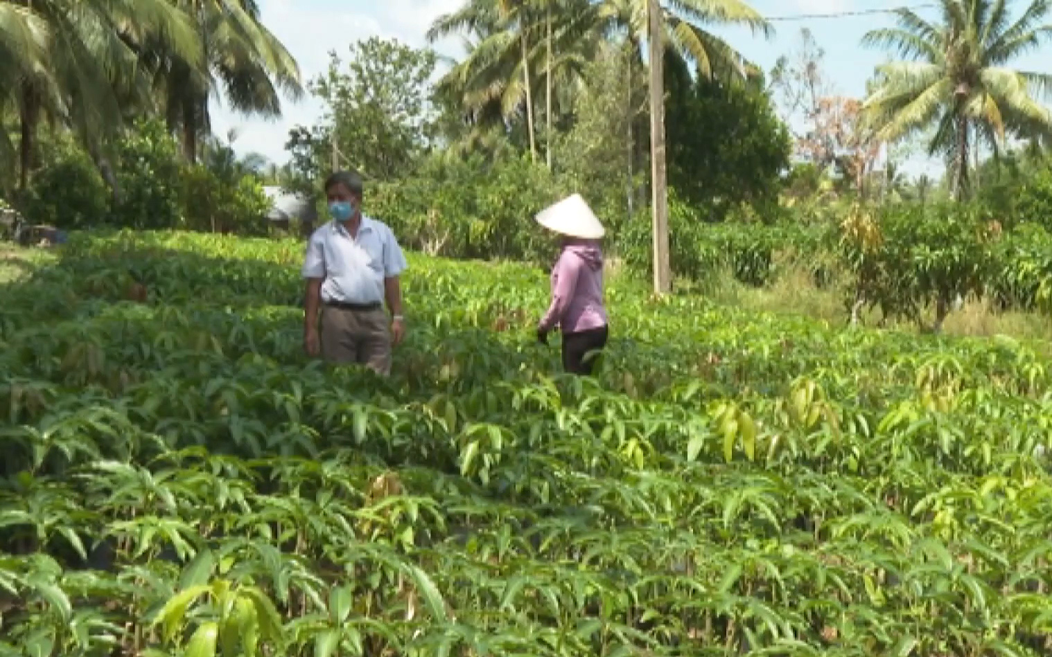 Bến Tre: Do ảnh hưởng của dịch Covid-19, cây giống Chợ Lách ế ẩm