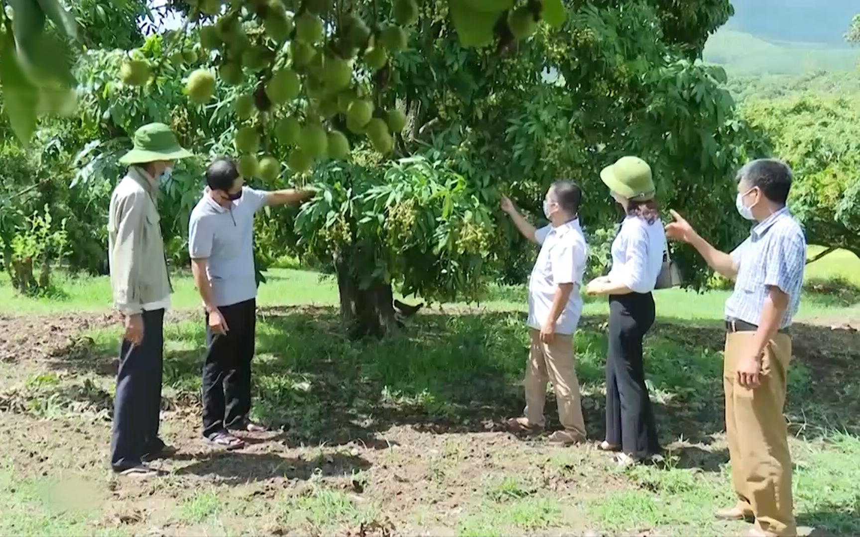 Sơn La chủ động tìm đầu ra cho nhãn Sông Mã khi mùa vụ thu hoạch đang đến gần