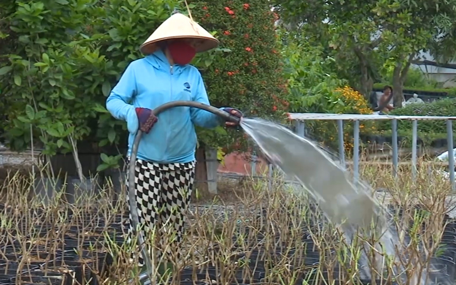 Nông dân làng hoa kiểng Sa Đéc đứng ngồi không yên vì dịch Covid - 19 