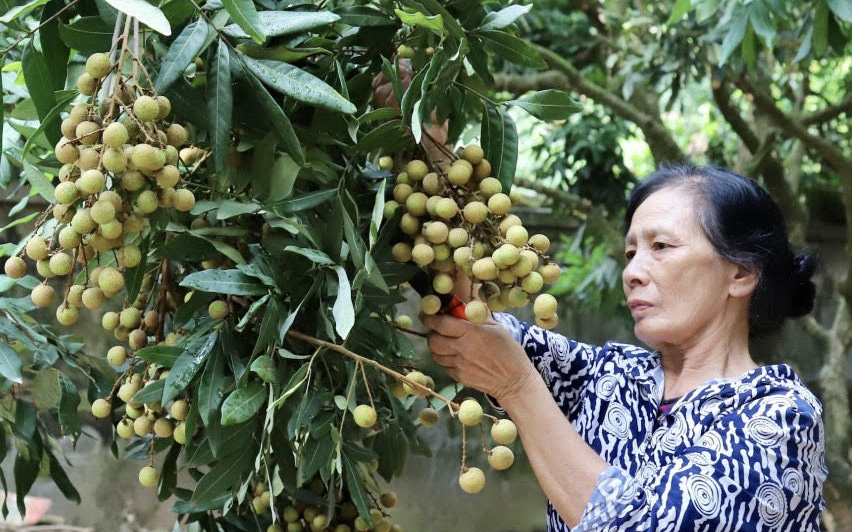 Video: Nông dân Hưng Yên phấn khởi vì nhãn lồng được lên sàn thương mại điện tử 