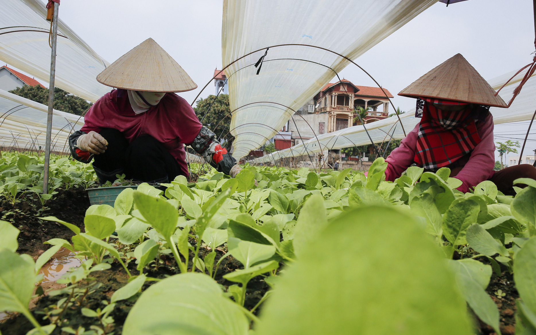 Nông dân ngoại thành Hà Nội: “Chúng tôi luôn có sẵn rau để bán cho mọi người