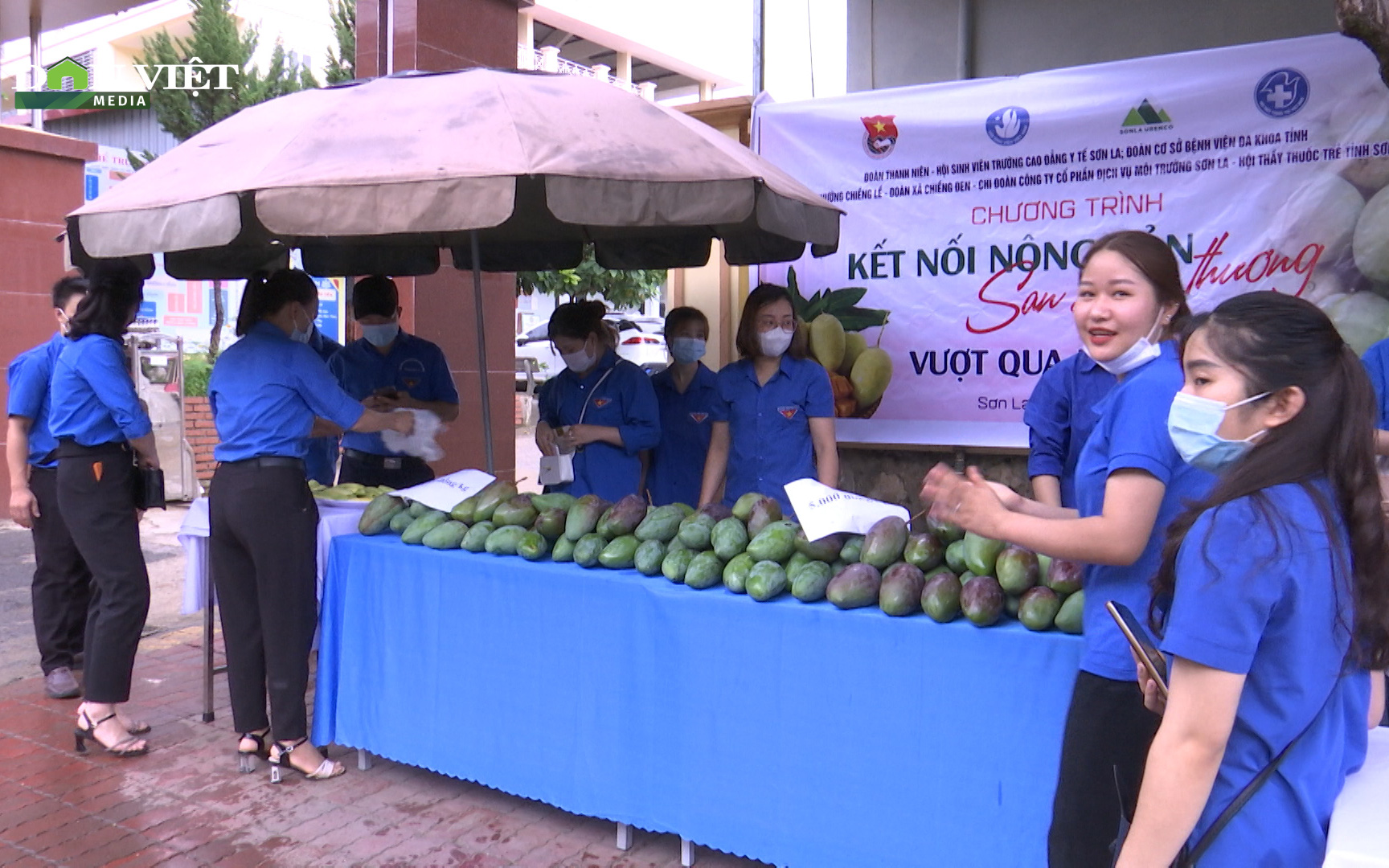 Sơn La nỗ lực tiêu thụ sản phẩm xoài trước khó khăn do ảnh hưởng của dịch Covid-19