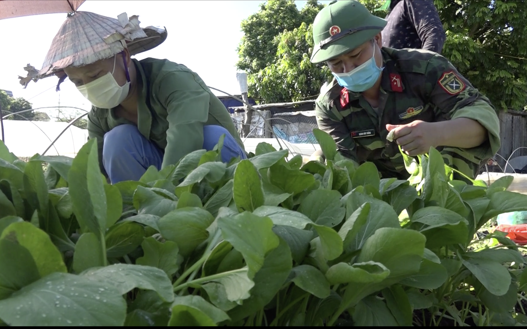 Bộ đội cùng xắn tay, lội ruộng thu hoạch rau giúp dân