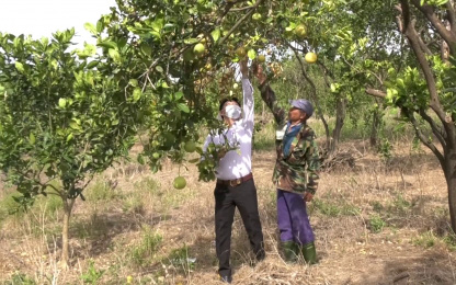 Quảng Trị: Hạn hán khiến vùng trồng cam Hải Lăng ảnh hưởng nặng nề