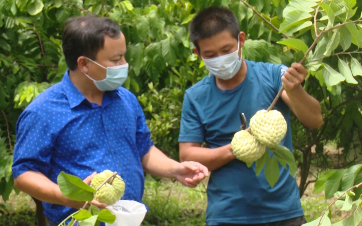 Giống na mang tên quý phái cho thu nhập tiền tỷ ở Sơn La