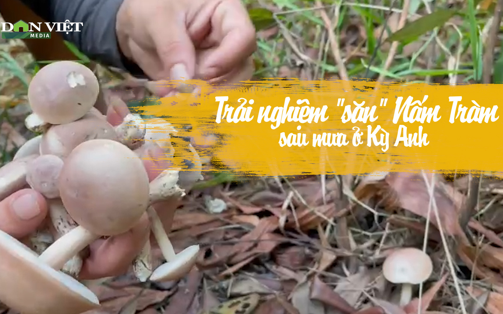 Trải nghiệm “săn” nấm tràm sau mưa ở Kỳ Anh