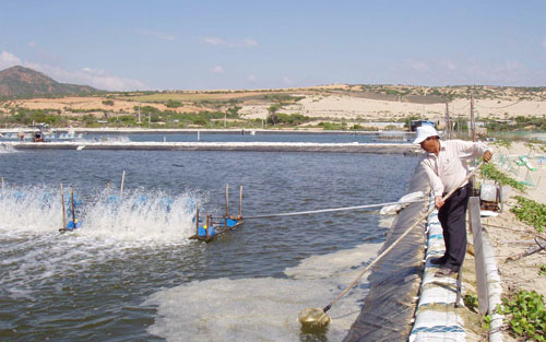 Tiếp tục đẩy mạnh giám sát các vùng nuôi tôm để đảm bảo chất lượng vụ đông 2021