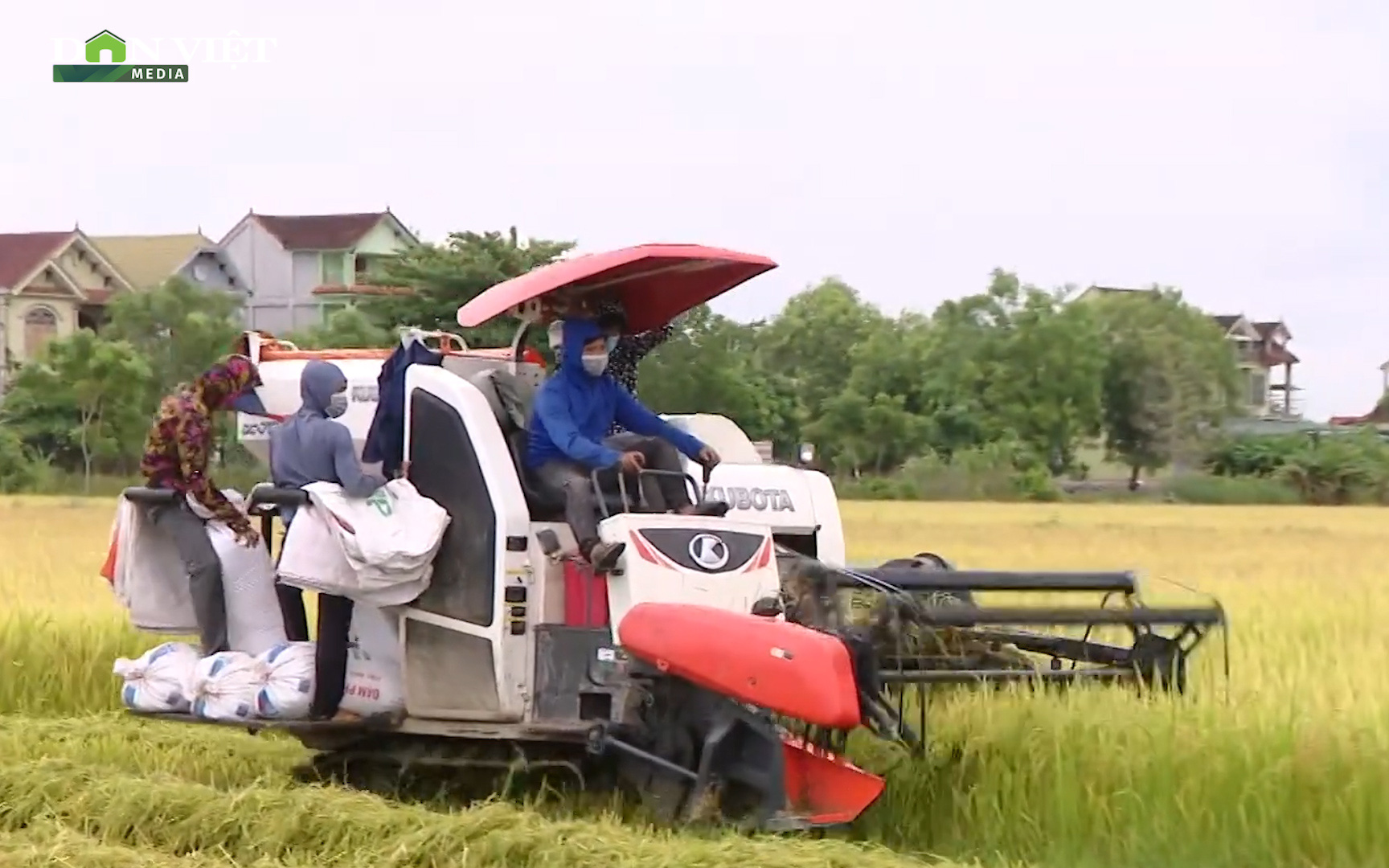 Nghệ An: Hạn chế người ra đồng vì giãn cách, huyện Yên Thành rốt ráo thu hoạch lúa hè thu trước mùa mưa lụt