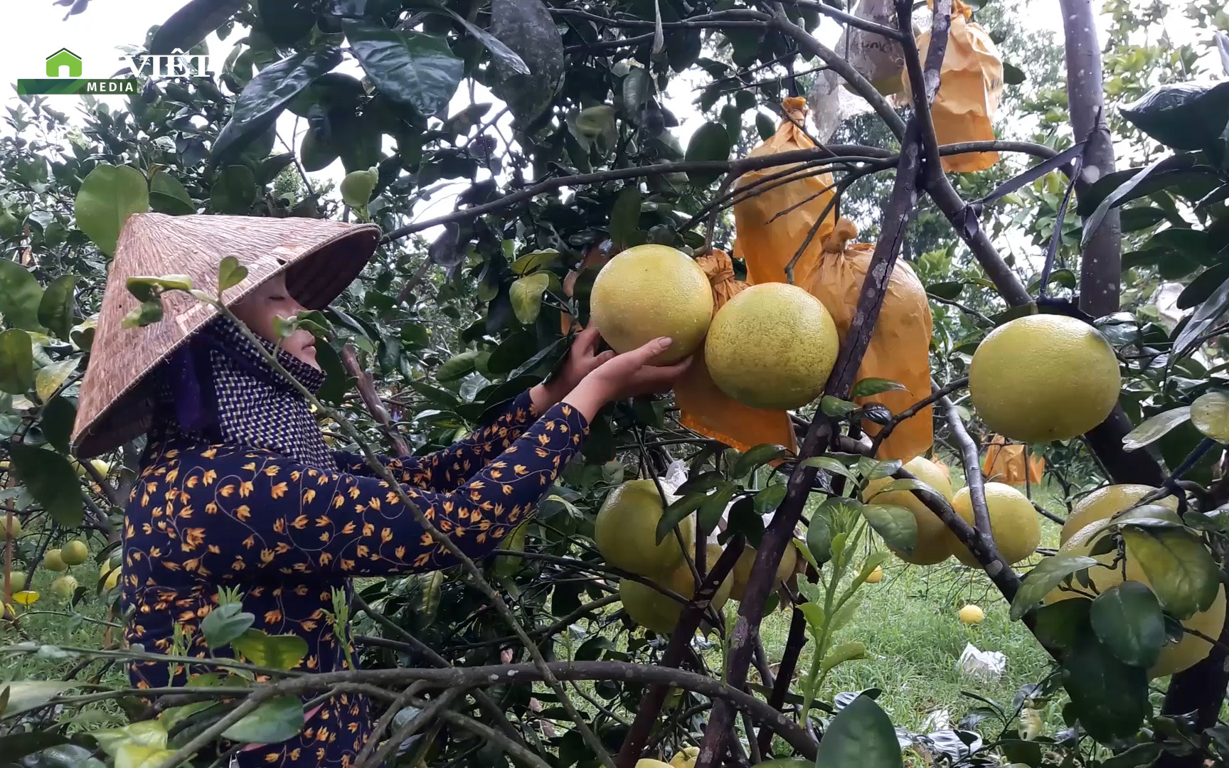 Video: Người dân trồng bưởi Phúc Trạch như ngồi trên đống lửa khi vừa ảnh hưởng dịch vừa mưa bão