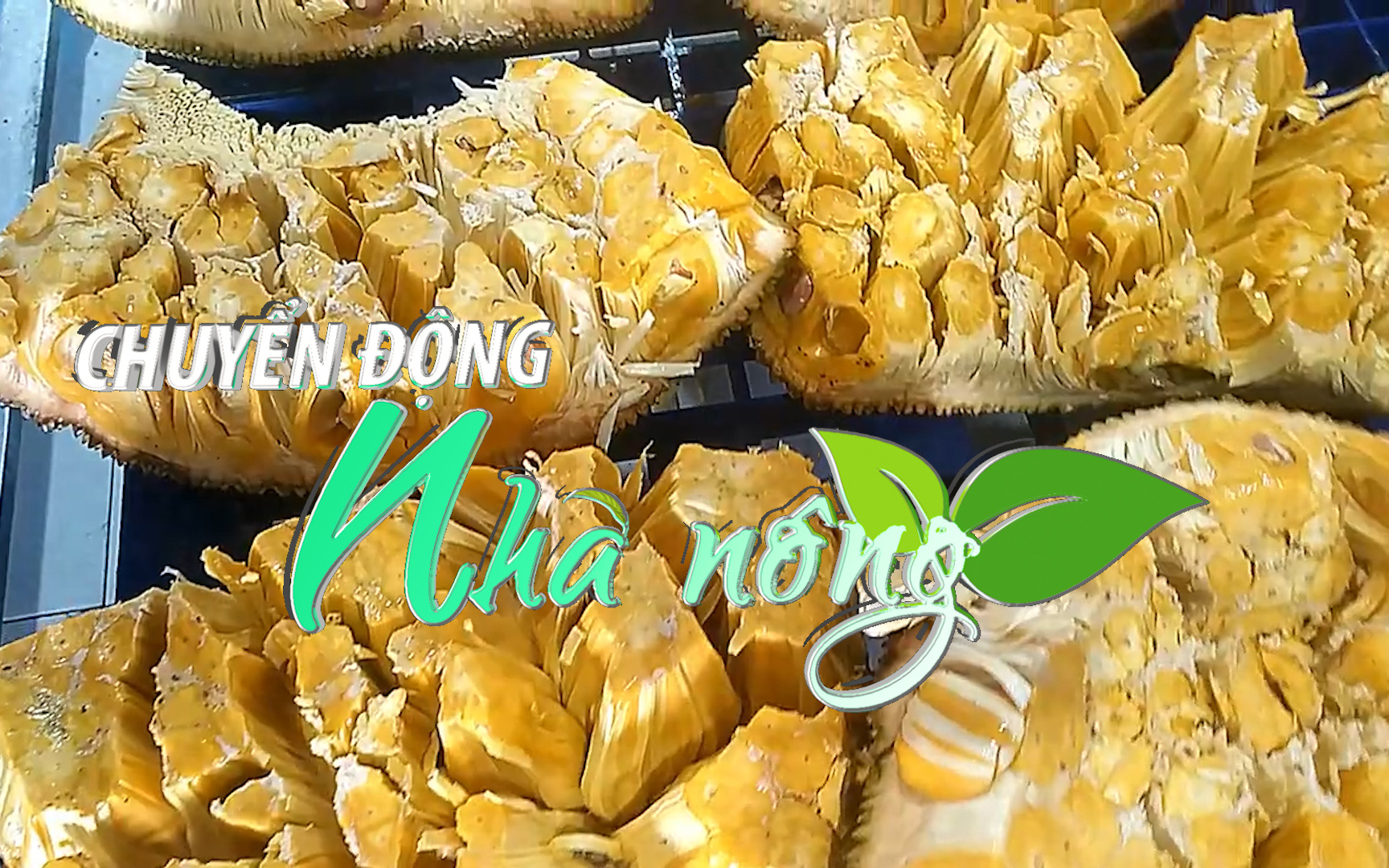 Chuyển động Nhà nông 19/01: 1.000 tấn mít tham gia xúc tiến tại Australia