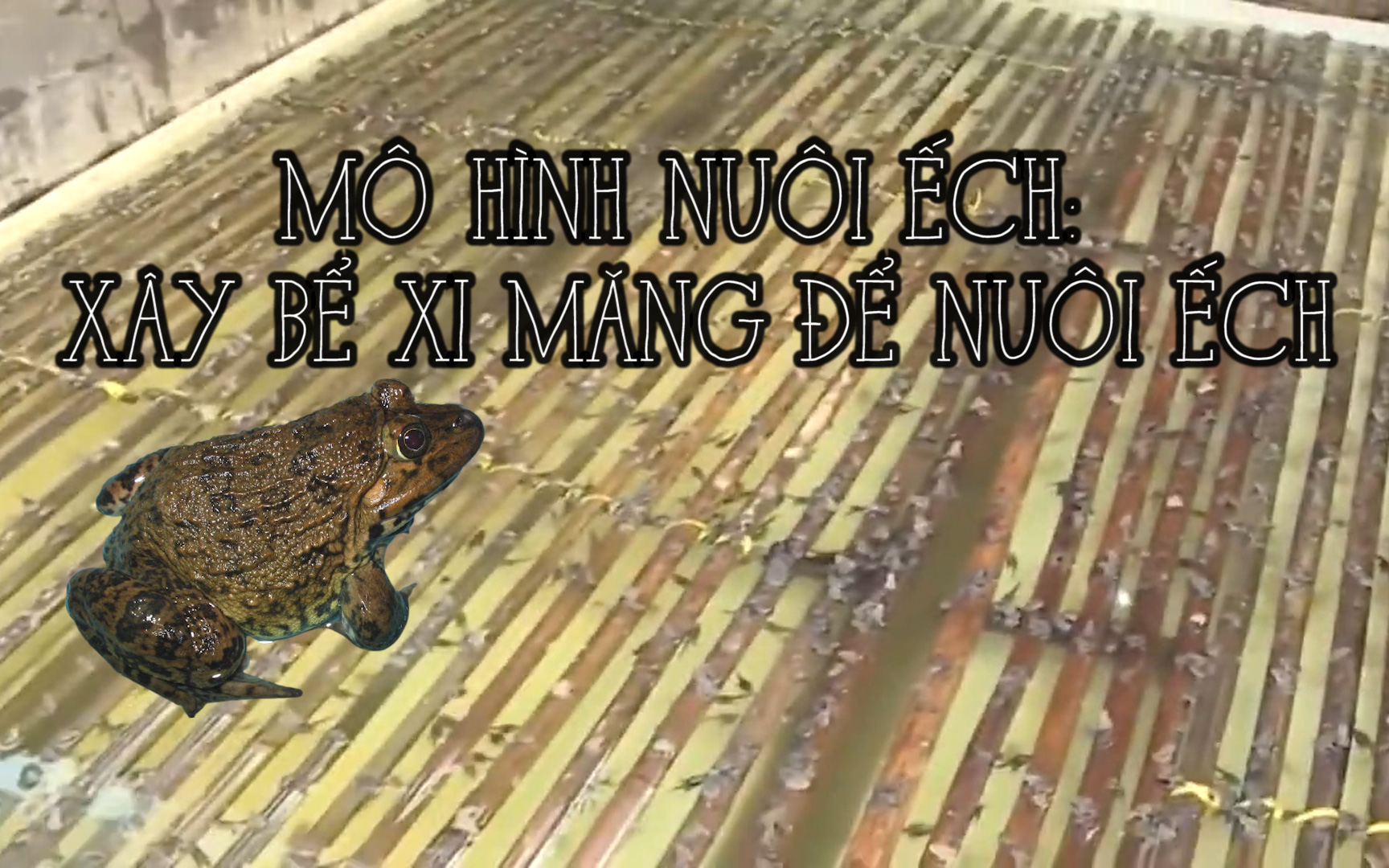 Mô hình nuôi ếch: Xây bể xi măng để nuôi ếch