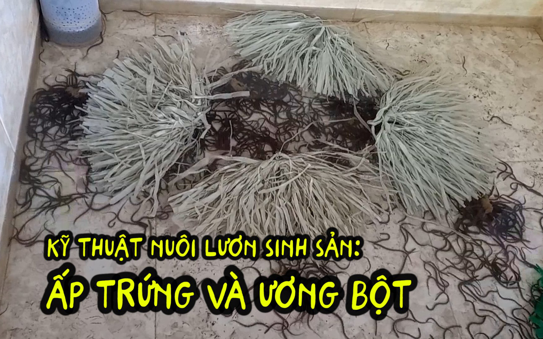 Kỹ thuật nuôi lươn sinh sản: Cách ấp trứng và ương bột 