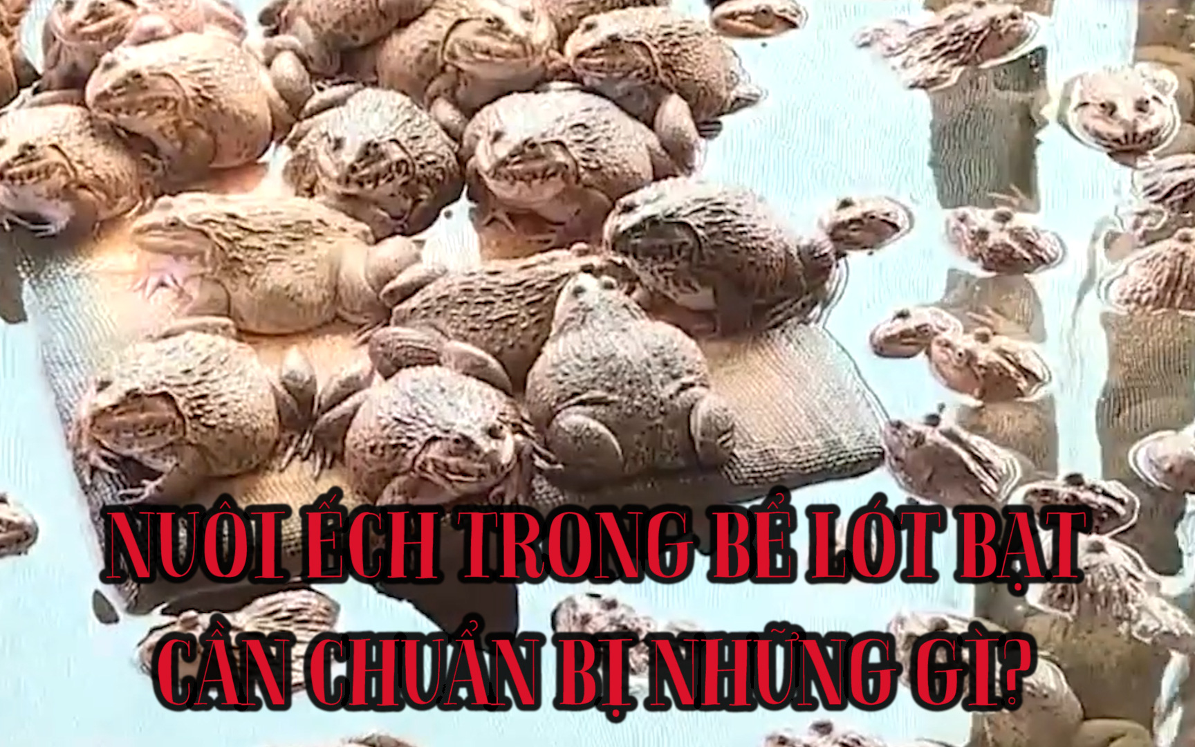 Nuôi ếch trong bể lót bạt cần chuẩn bị những gì?