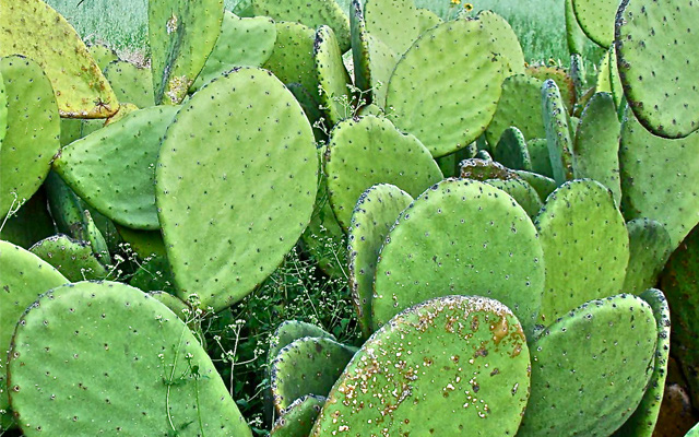 Quy trình trồng xương rồng Nopal - món ăn cực nổi tiếng ở Nam Mỹ