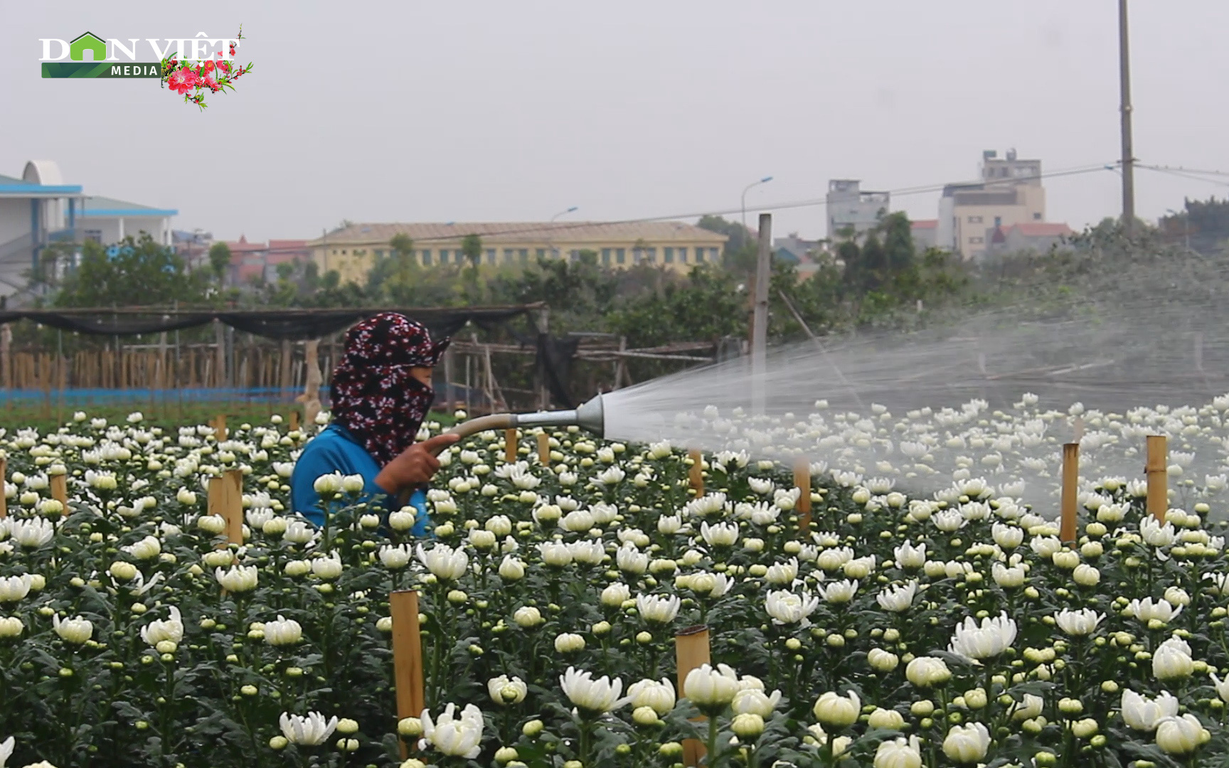 Hoa Tết được giá, nông dân Tây Tựu vui mừng thu hoạch vụ cuối năm