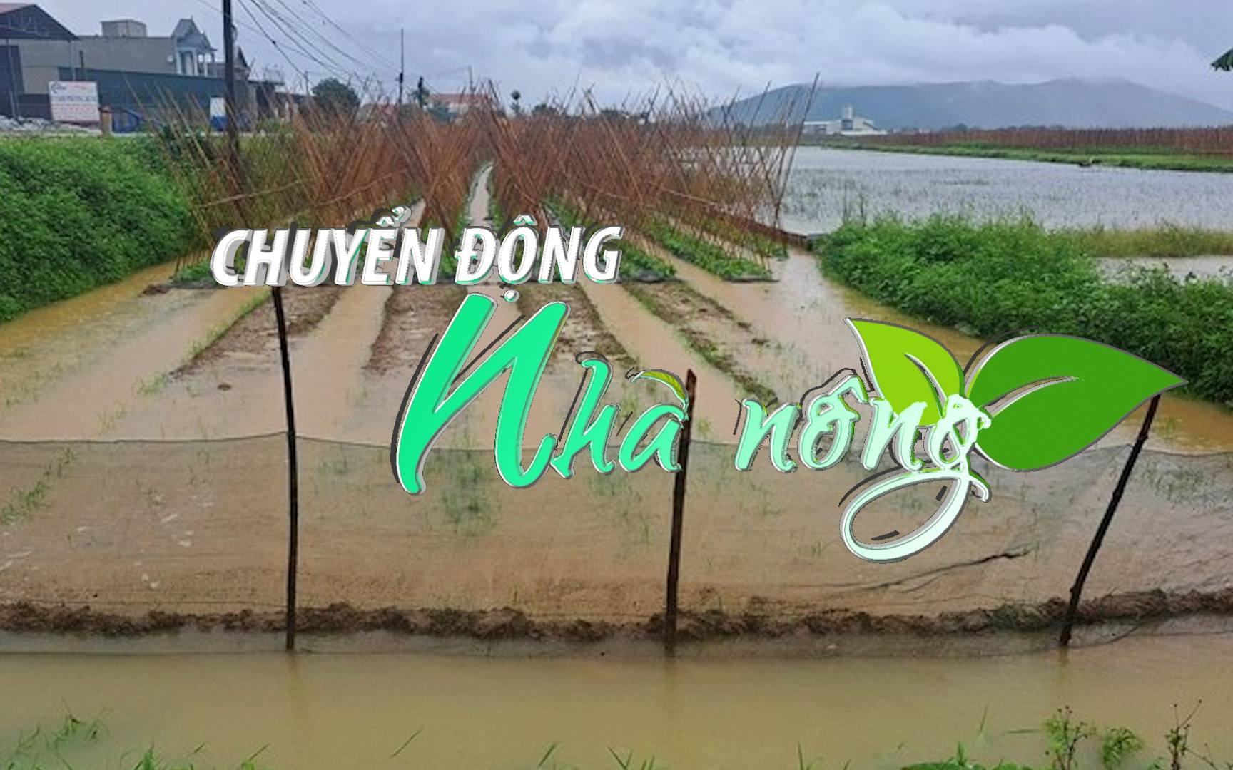 Chuyển động Nhà nông 01/10: Nhiều hộ bị cô lập, nông dân Thanh Hoá hối hả 