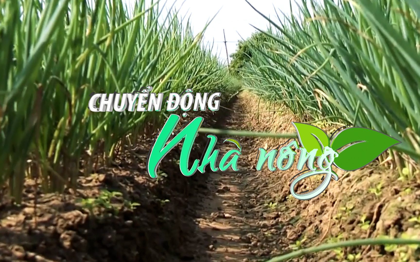 Chuyển động Nhà nông 21/10: Năng suất và sản lượng giảm, giá hành lá tăng 3 - 4 lần