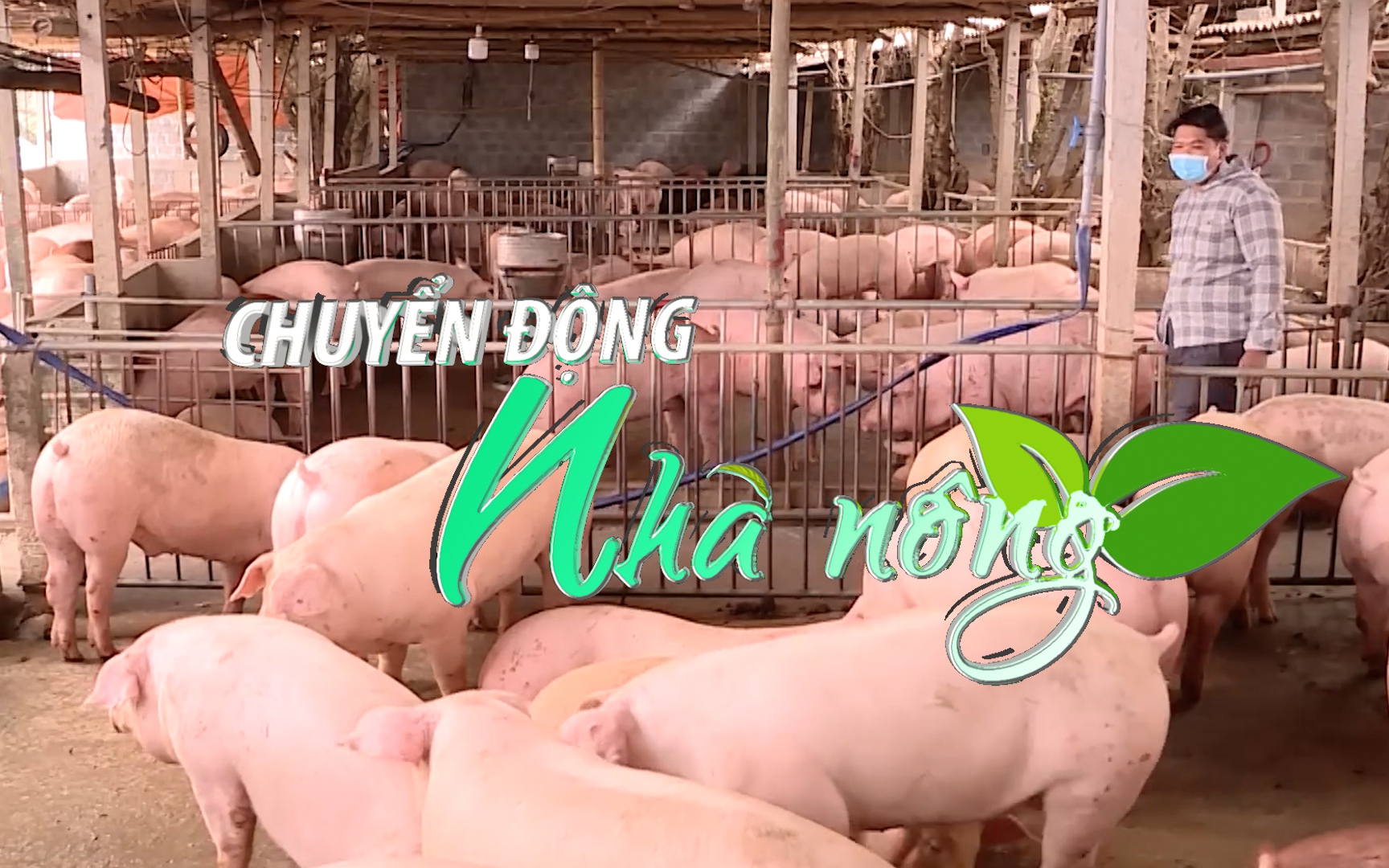 Chuyển động Nhà nông 24/10: Người chăn nuôi cần cẩn trọng tái đàn phục vụ Tết