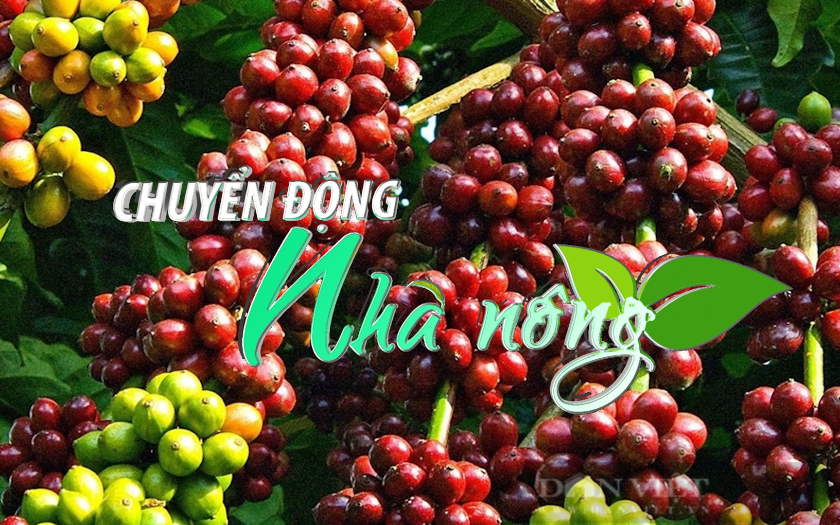 Chuyển động Nhà nông 28/10: Đắk Lắk dành hơn 8.000 tỷ đồng nguồn vốn vay phục vụ niên vụ cà phê 2022-2023