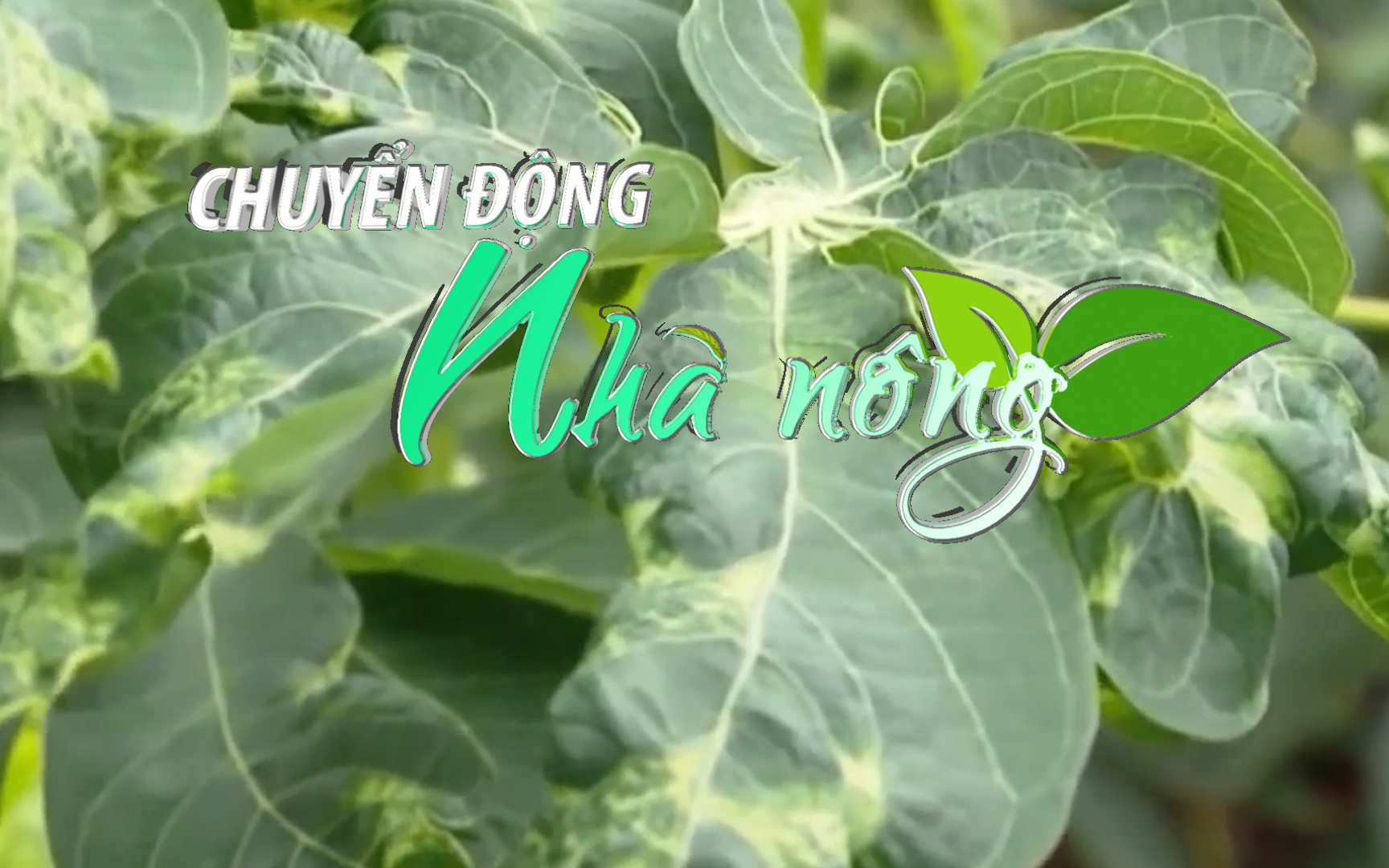 Chuyển động Nhà nông 6/10: Bất lực trước hàng ngàn ha sắn bị bệnh khảm lá