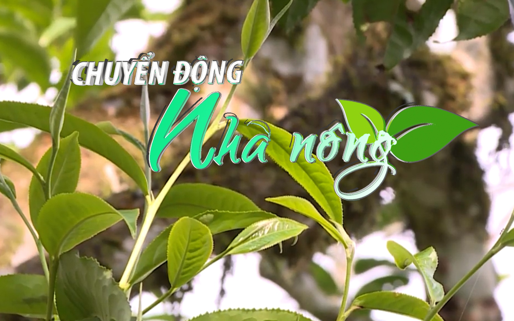 Chuyển động Nhà nông 8/10: Bảo tồn, nhân rộng diện tích chè di sản ở Hà Giang